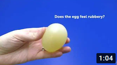 rubber egg experiment pdf